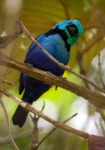 Seven-coloured Tanager